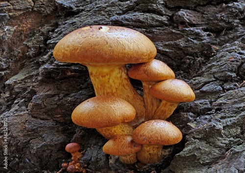 Closeup of a group of Spectacular Rustgill growing on rotten wood in the forest photo