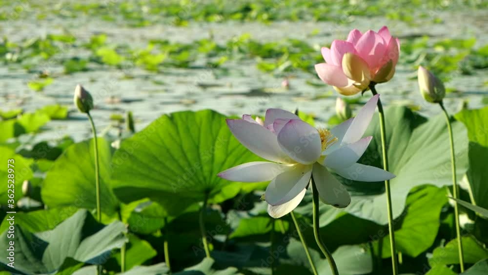 Couple of Full-Blown Lotus Flowers Slow Motion, Green Leaves Background Couple of Full-Blown Lotus Flowers Slow Motion, Green Leaves Background
