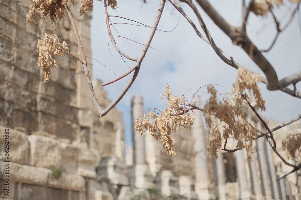 Fototapeta premium desert plants on the ancient city of baalbek