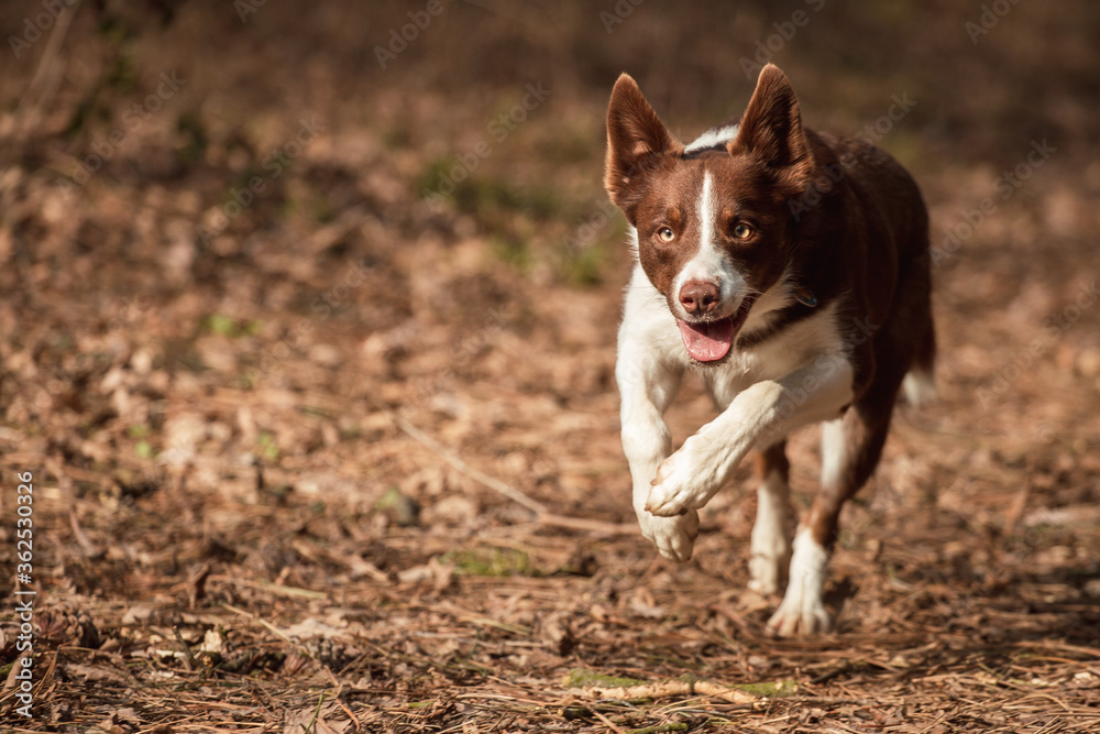 isolated brown and white border collie dog running at full speed on a dirt road in the forest in autumn