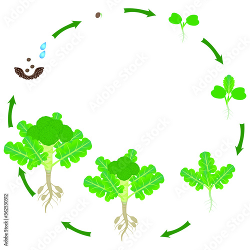Life cycle of broccoli sprouts plant on a white background.