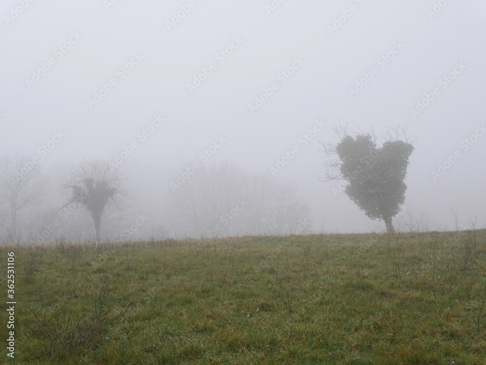 Champ brume arbre automne brouillard