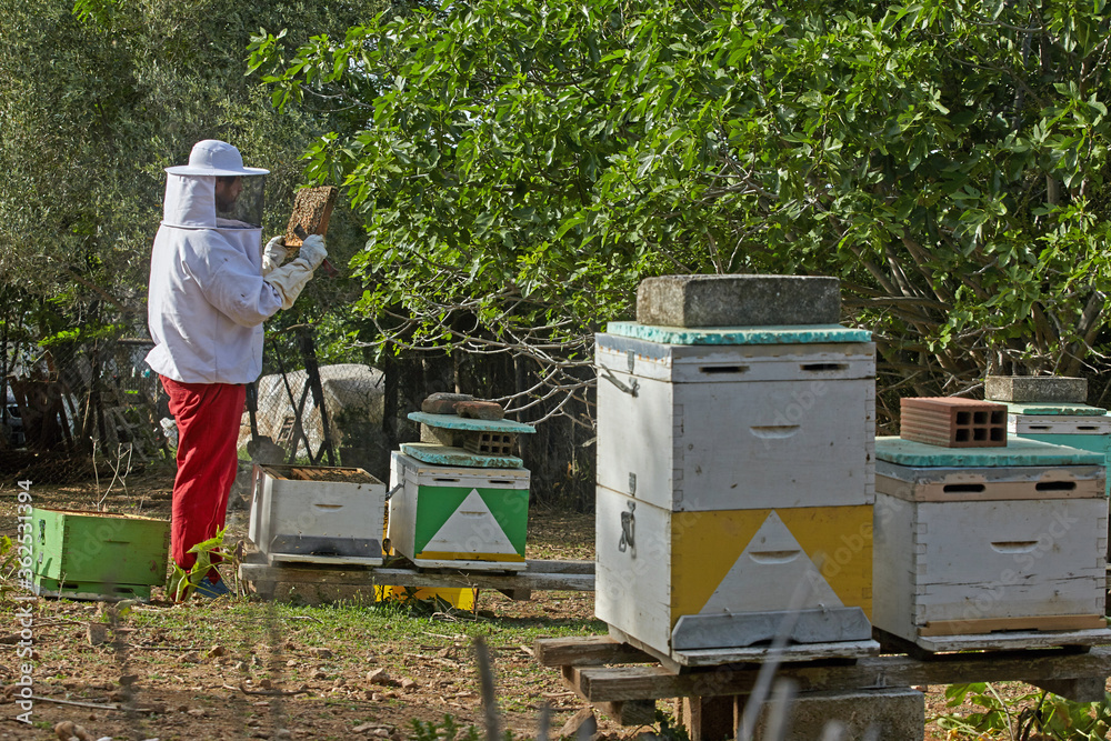 beekeeper working at the apiary. beekeeper working at the apiary.