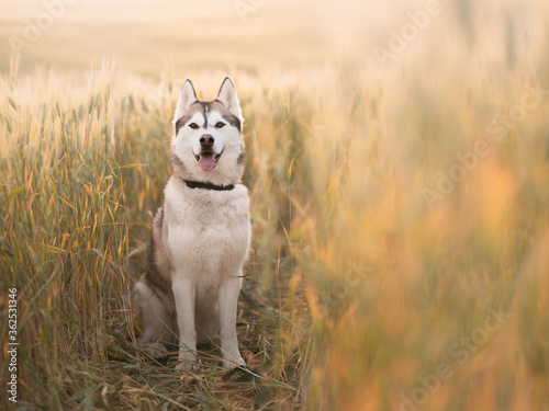 siberian husky sled dog sitting smiling with her tongue out in a wheat field at sunset in the summer looking at the camera photo