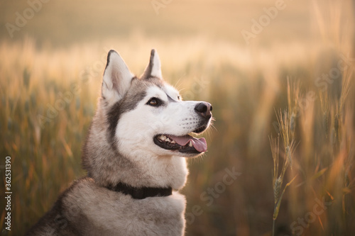 siberian husky sled dog close up head portrait sitting smiling with her tongue out in a wheat field at sunset in the summer photo