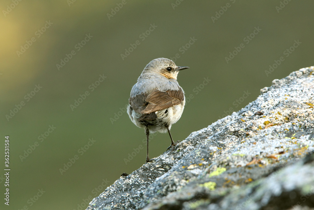 Northern wheatear adult female with the first lights of the morning Northern wheatear adult female with the first lights of the morning