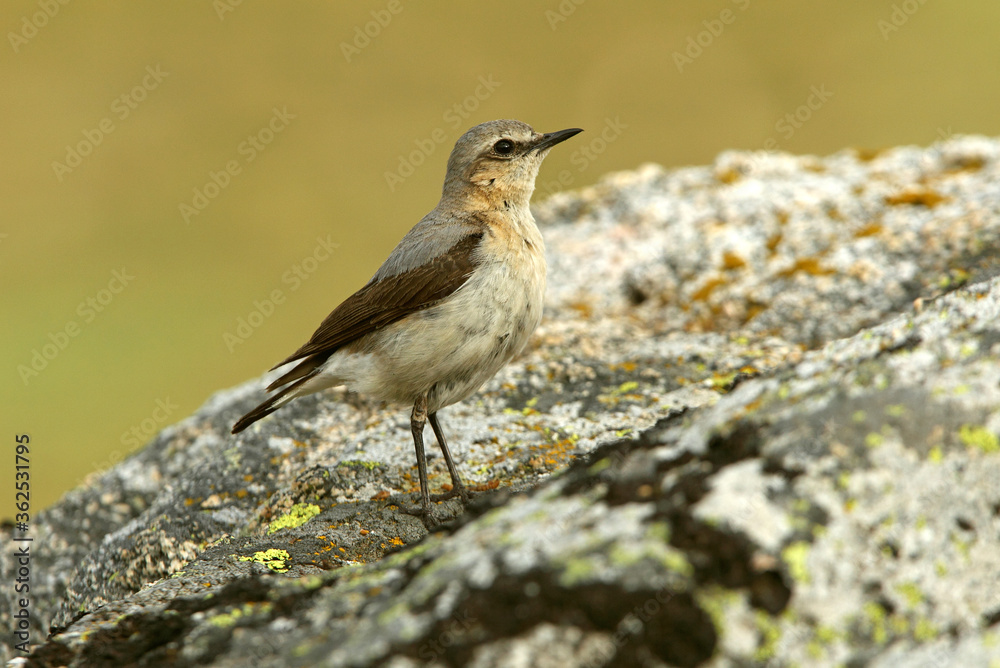 Northern wheatear female on a rock of his territory with the dawn lights Northern wheatear female on a rock of his territory with the dawn lights