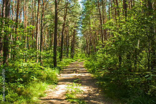 Beautiful path in summer forest  