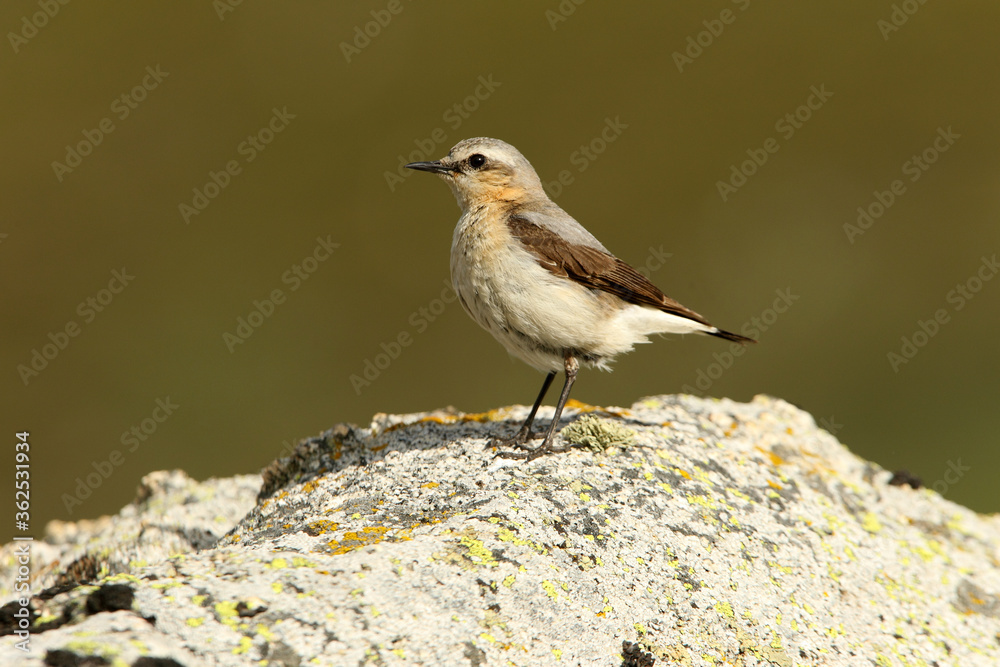 Northern wheatear adult female with the first lights of the morning Northern wheatear adult female with the first lights of the morning