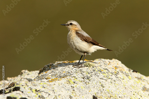 Northern wheatear adult female with the first lights of the morning