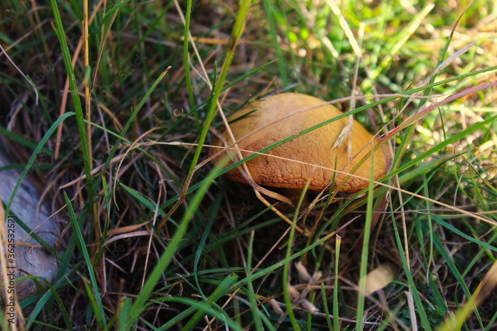 Brown mushroom growing in the grass in the yard. Brown mushroom growing in the grass in the yard.