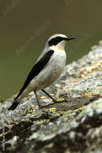 Northern wheatear male with the first light of dawn © Jesus