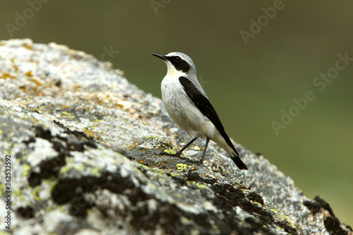 Northern wheatear male with the first light of dawn © Jesus