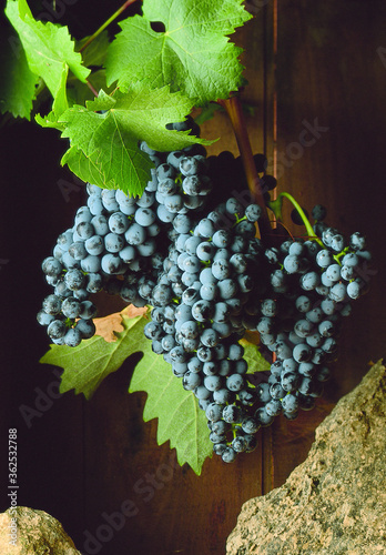 uvas graciano photo