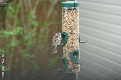 mangeoire à oiseau avec oiseau