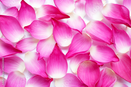 Pink lotus petals background.