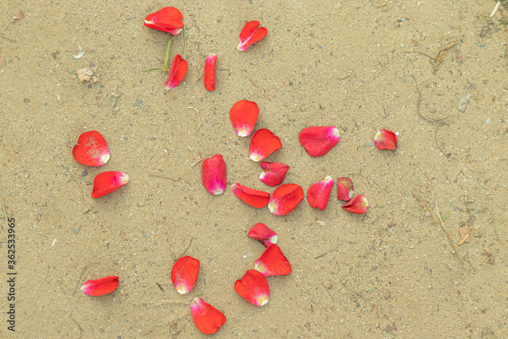 Red rose petals falling on the ground