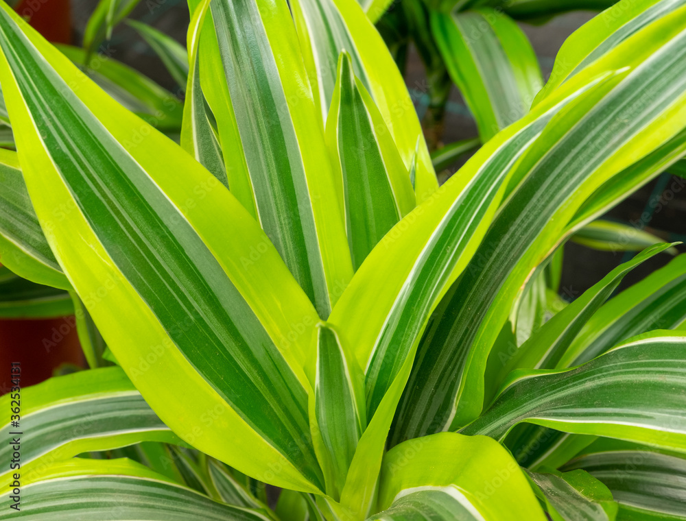 Close-up of the beautiful striped leaves of the drazen. Plants in the interior, house-breeding concept. Horizontal orientation, selective focus. Close-up of the beautiful striped leaves of the drazen. Plants in the interior, house-breeding concept. Horizontal orientation, selective focus.