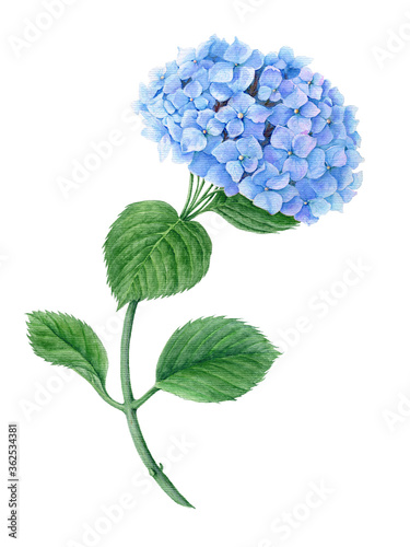 Blue Hydrangea vintage watercolor botanical illustration isolated on a white background suitable for floral or wedding invitation cards design