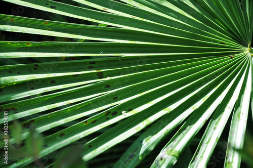 Palm Leaf Background © Xaya