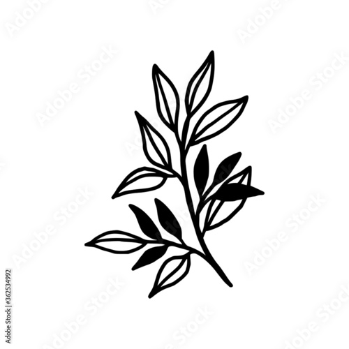 Hand drawn monochrome plant  leaf logo element. Symbol  greeting cards  botanical icon  or banner. Summer  spring  and autumn botany element