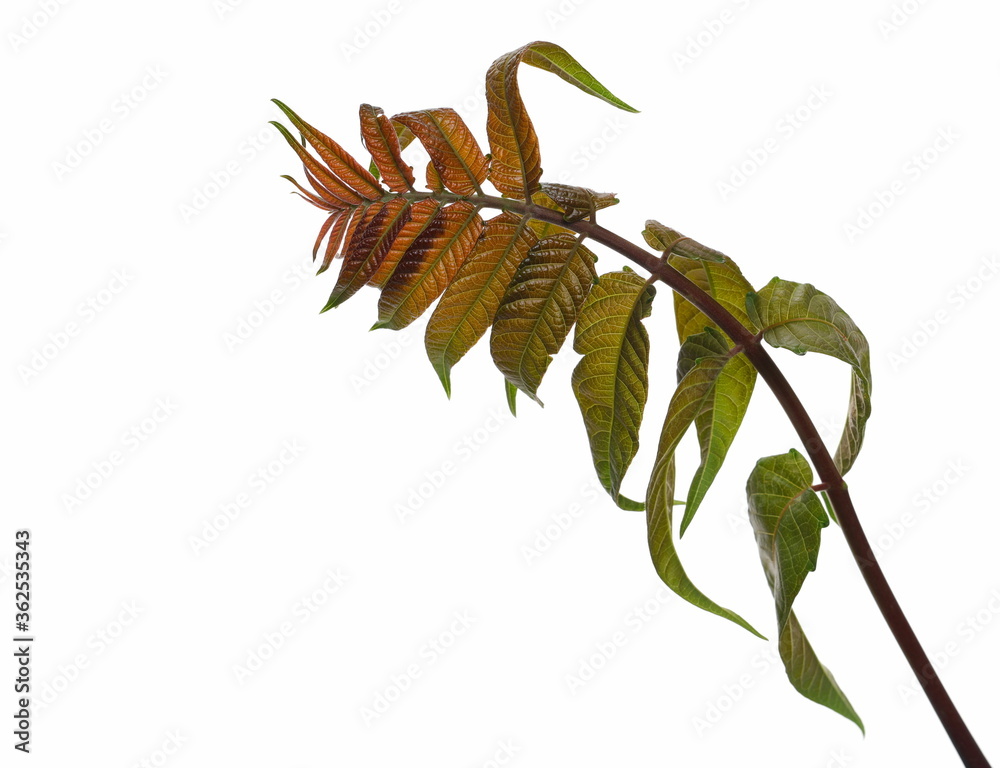 Tree of heaven young branch with leaves isolated on white background