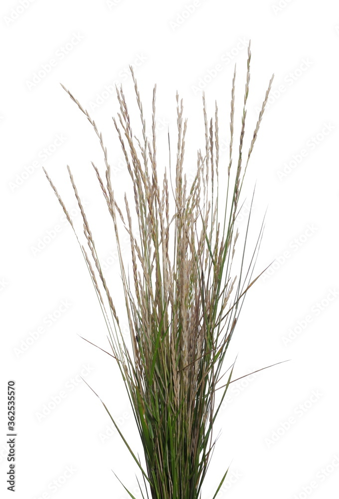 Fototapeta premium Dry grass with seeds isolated on white background, clipping path