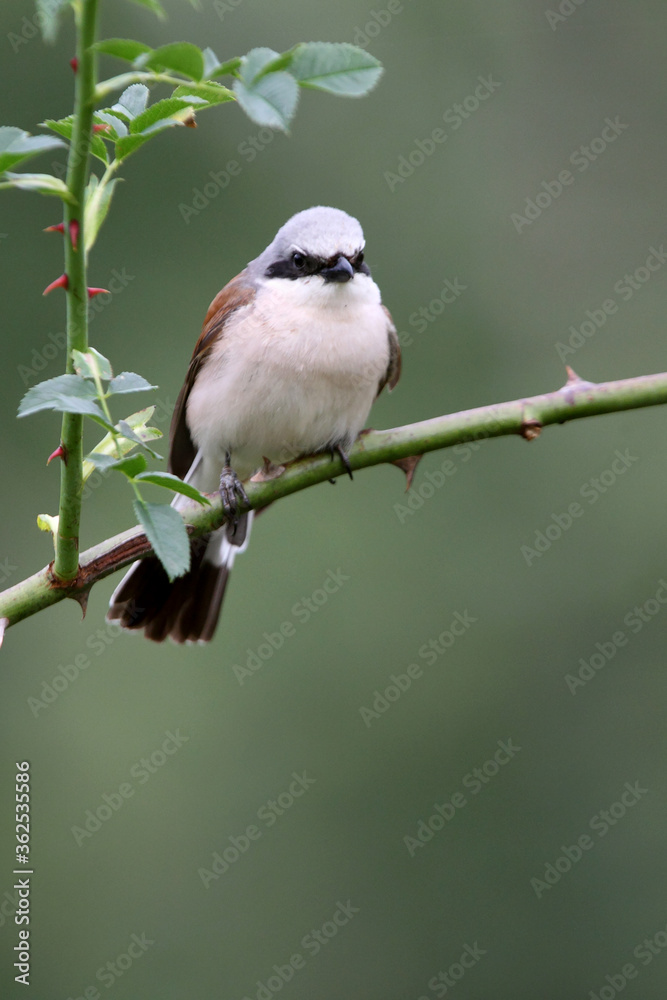 Obraz premium Red-backed shrike male with the first light of dawn