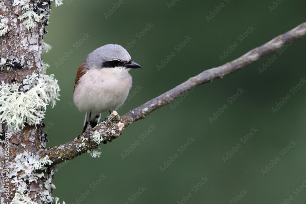 Red-backed shrike male with the first light of dawn Red-backed shrike male with the first light of dawn