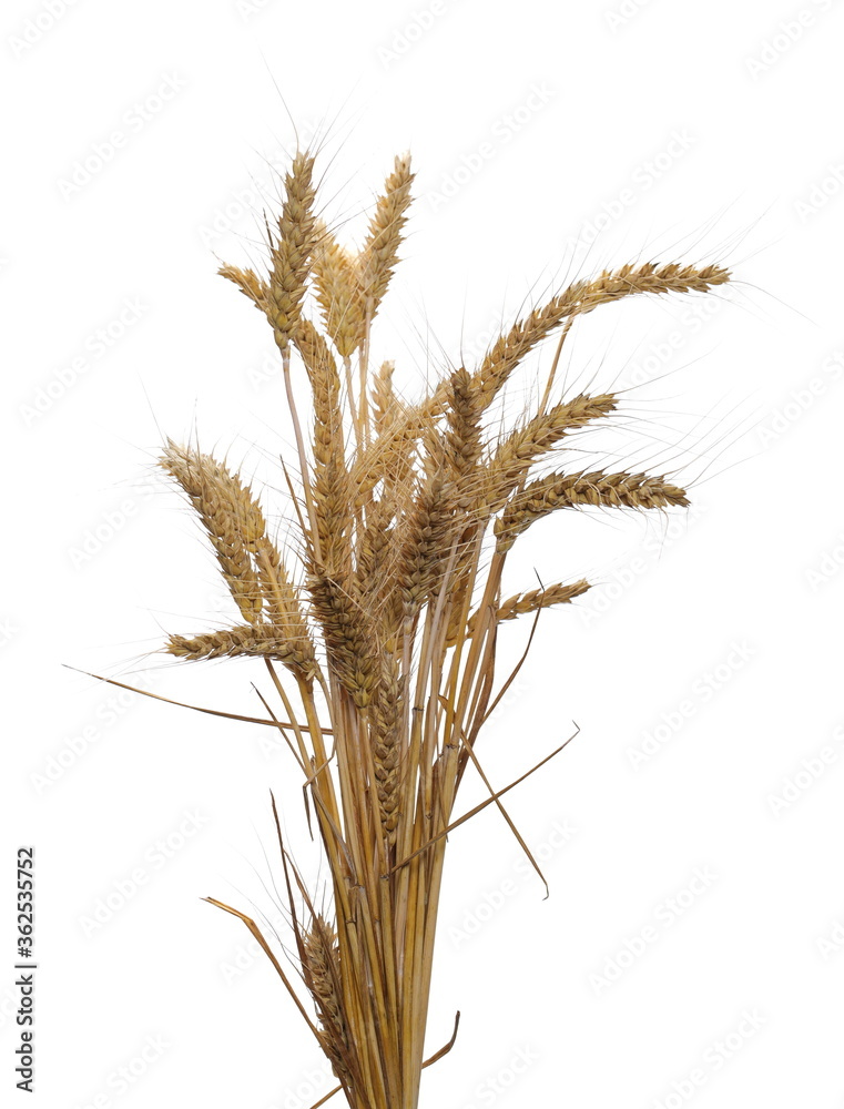Ripe wheat ears isolated on white background with clipping path Ripe wheat ears isolated on white background with clipping path