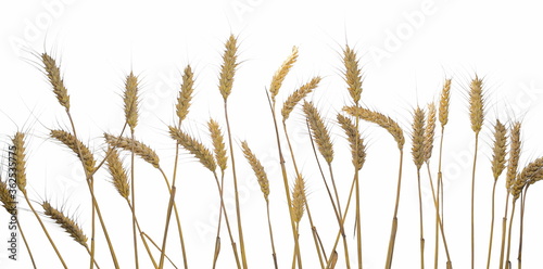 Ripe wheat ears isolated on white background with clipping path