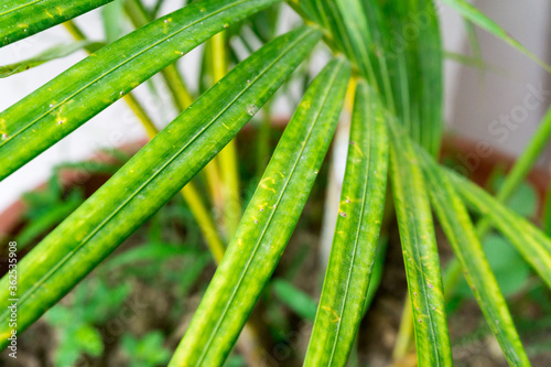 Areca palm (Chrysalidocarpus lutescens) is one of the most widely used palms for bright interiors. It features feathery, arching fronds, each with up to 100 leaflets.