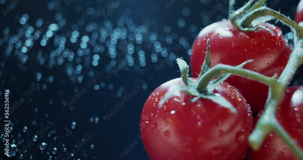 Macro view of ripe tomatoes on branch, dark background. Wet green leaves of fresh vegetables, healthy eating concept, nutritious raw food. Organic local products is always preffered. For ads,packshot Macro view of ripe tomatoes on branch, dark background. Wet green leaves of fresh vegetables, healthy eating concept, nutritious raw food. Organic local products is always preffered. For ads,packshot