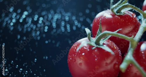 Macro view of ripe tomatoes on branch, dark background. Wet green leaves of fresh vegetables, healthy eating concept, nutritious raw food. Organic local products is always preffered. For ads,packshot photo