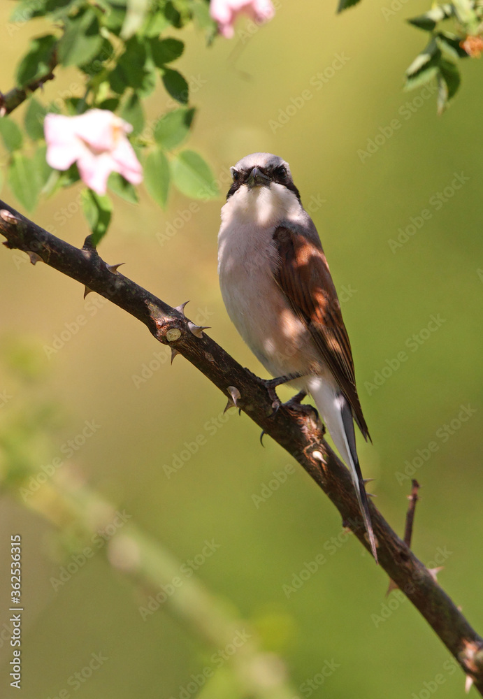 Naklejka premium Red-backed shrike male with the first light of dawn