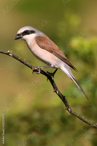 Red-backed shrike male with the first light of dawn