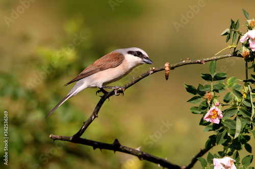 Red-backed shrike adult male