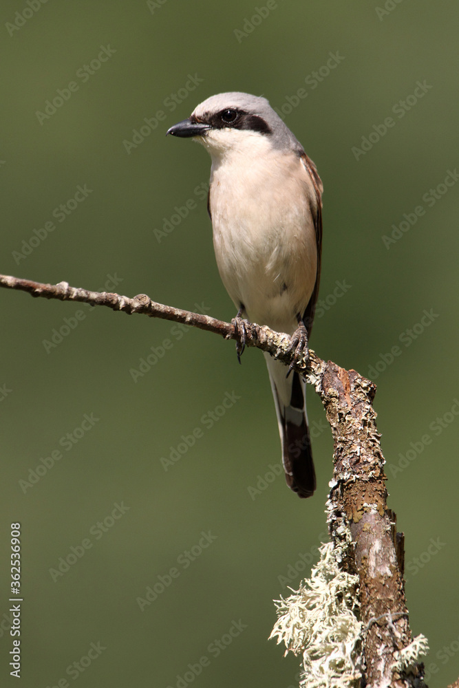 Fototapeta premium Red-backed shrike adult male in their breeding territory at first light of day
