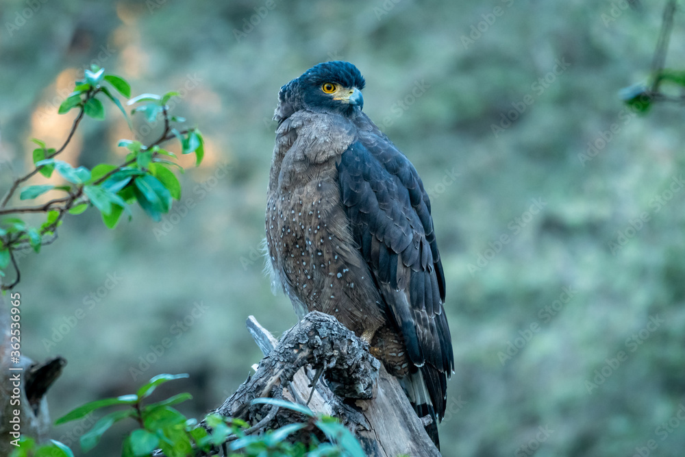 Fototapeta premium Crested Serpent Eagle or Spilornis cheela perched on branch in natural green background during winter migration in jungle safari at central india forest