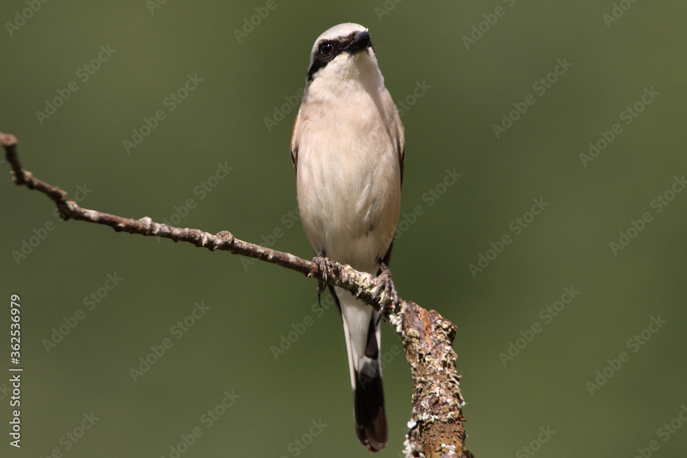 Fototapeta premium Red-backed shrike male with the first light of dawn