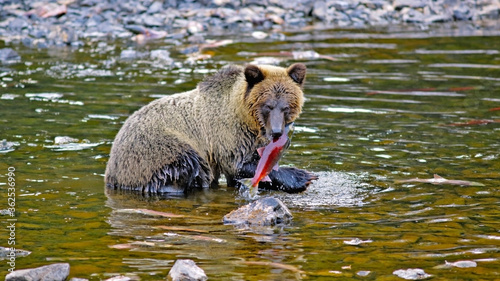 Young Grizzly Bear in river with Sockeye Salmon in mouth.