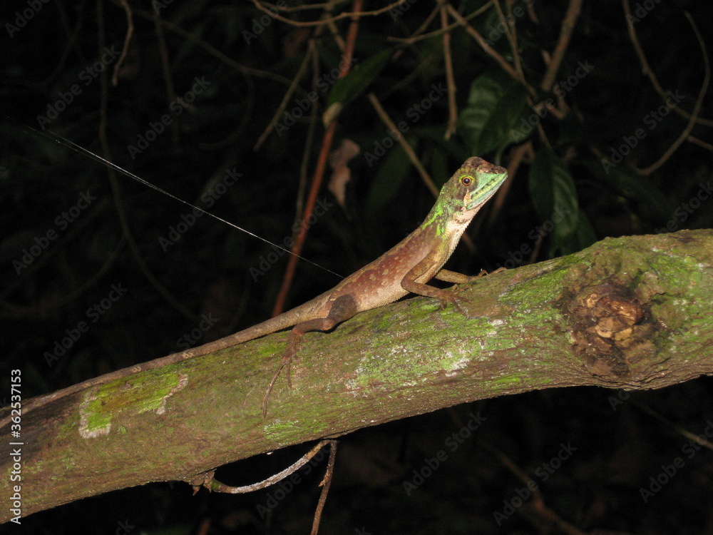 Otocryptis wiegmanni - Känguru-Agame - Wiegmann-Agame Otocryptis wiegmanni - Känguru-Agame - Wiegmann-Agame