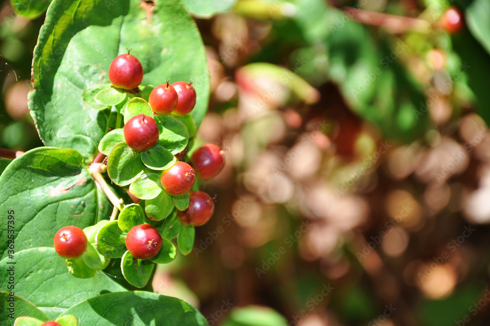 Red Berries on a Branch