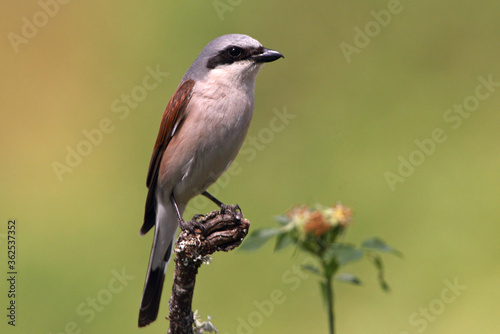 Red-backed shrike adult male