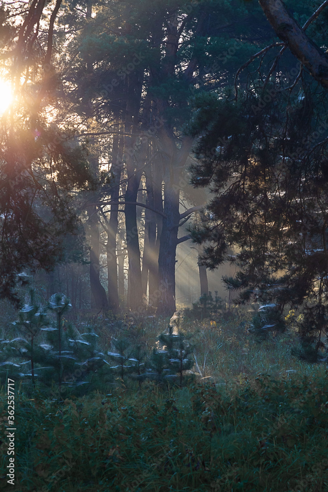 Rays of the rising sun piercing the forest. Spruce in the rays of rising light.