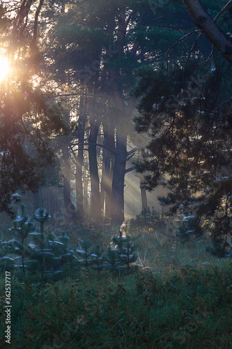 Rays of the rising sun piercing the forest. Spruce in the rays of rising light. © Анатолий Костик