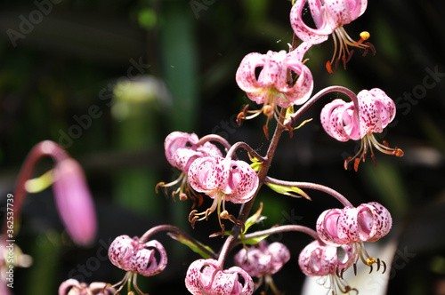 Pink Flower