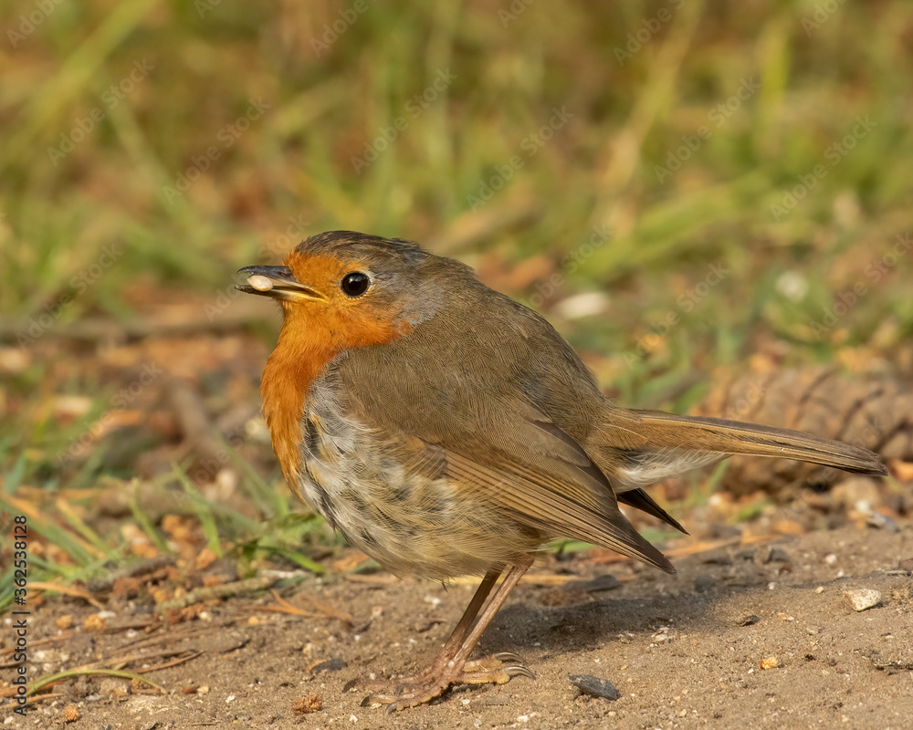 Robin redbreast, Erithacus rubecula, with sunflower seed in beak Robin redbreast, Erithacus rubecula, with sunflower seed in beak