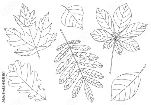 Set of autumn leaves of rowanberry maple oak chestnut chestnut acorn berries vector illustration black and white colors