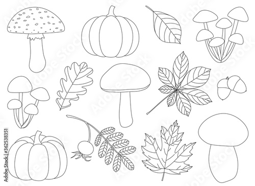 Fototapeta Naklejka Na Ścianę i Meble -  Set of autumn mushrooms and leaves pumpkin rose hip acorns  vector illustration black and white colors